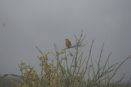 Galapagos finch 6.jpg
