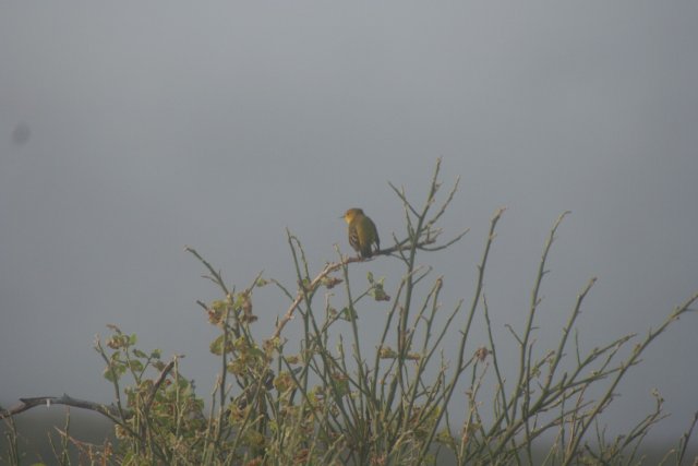 Galapagos finch 6.jpg