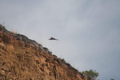 Galapagos hawk.jpg