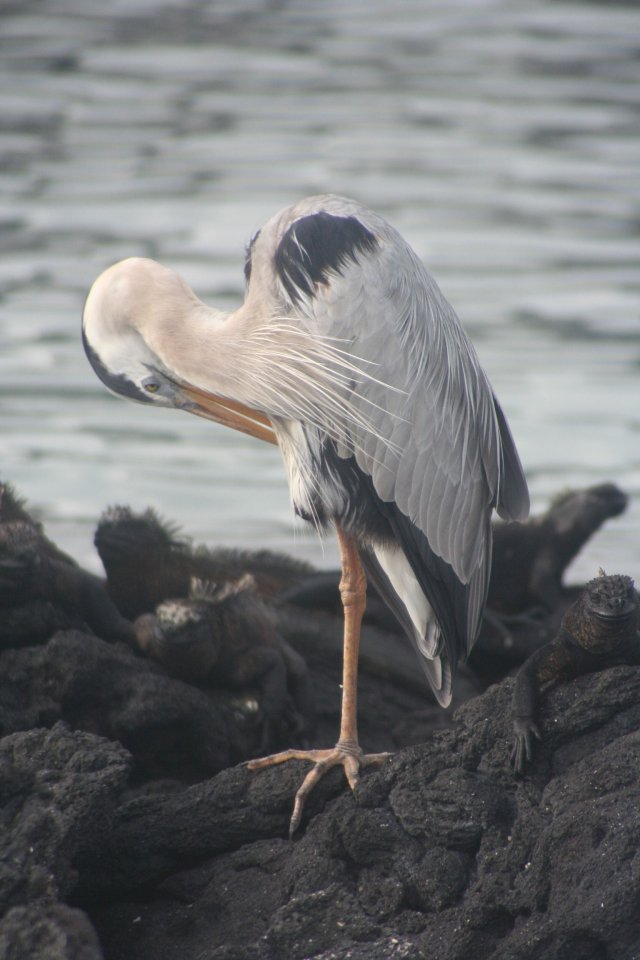 Galapagos heron 2.jpg