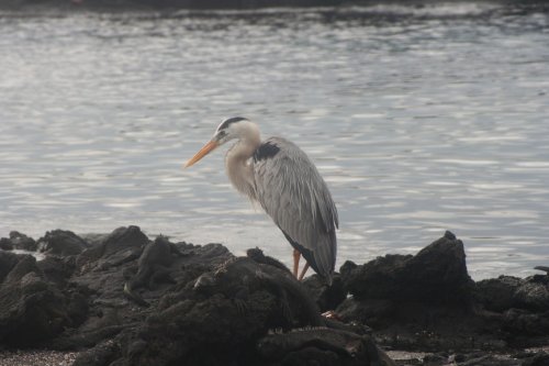 Galapagos heron.jpg