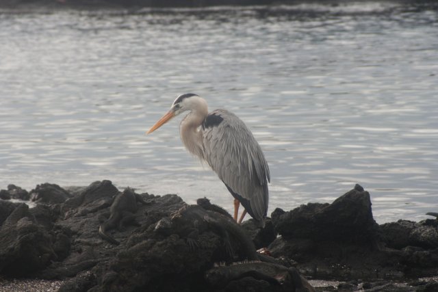 Galapagos heron.jpg