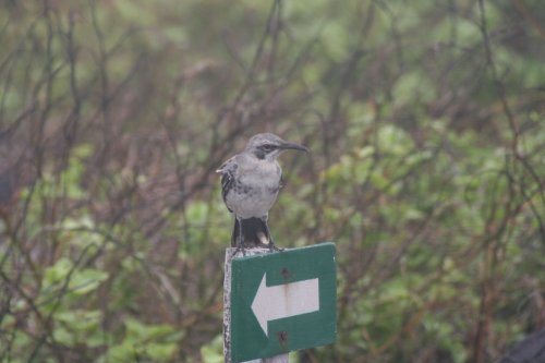 Galapagos mockingbird 3.jpg