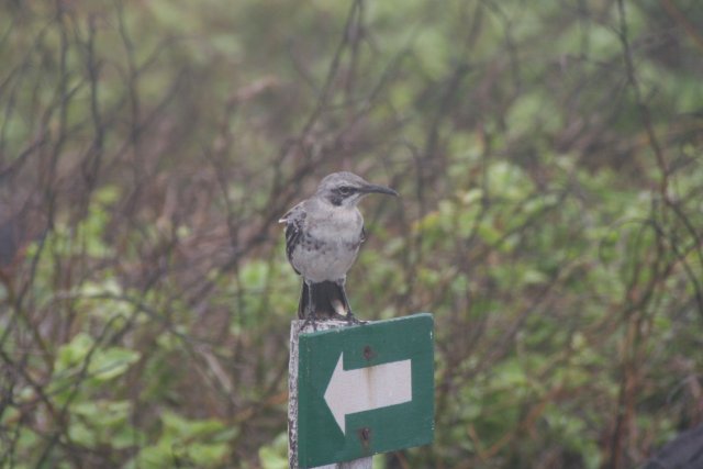 Galapagos mockingbird 3.jpg