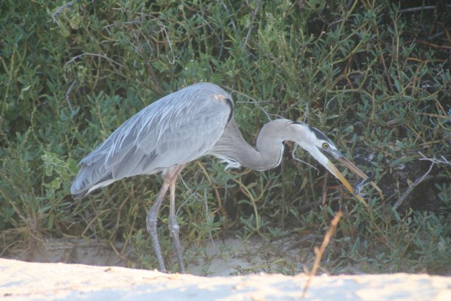 Heron eating baby turtle 1.jpg