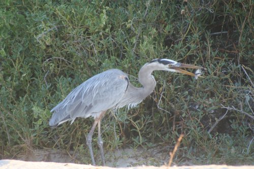Heron eating baby turtle 2.jpg