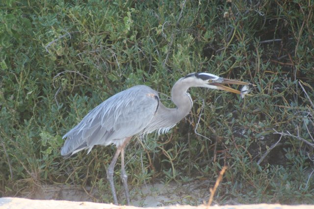 Heron eating baby turtle 2.jpg