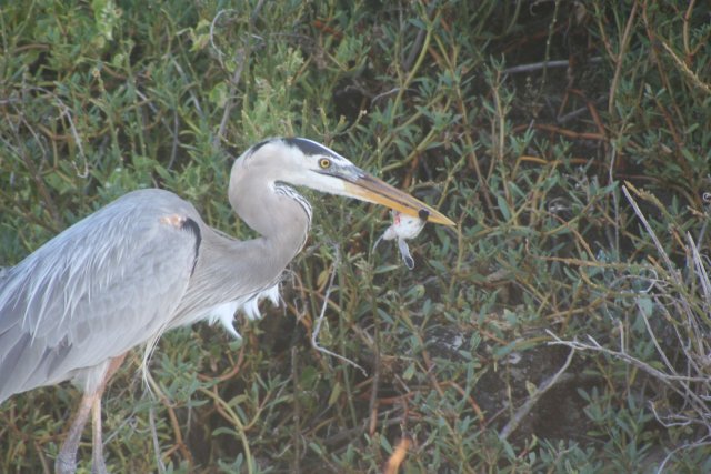 Heron eating baby turtle 6.jpg