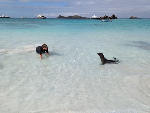 Kelon sea lion