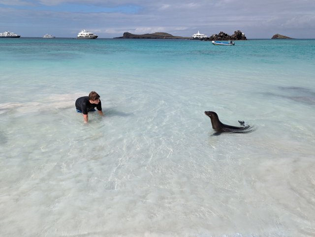 Kelon sea lion