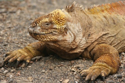 Land iguana 2.jpg