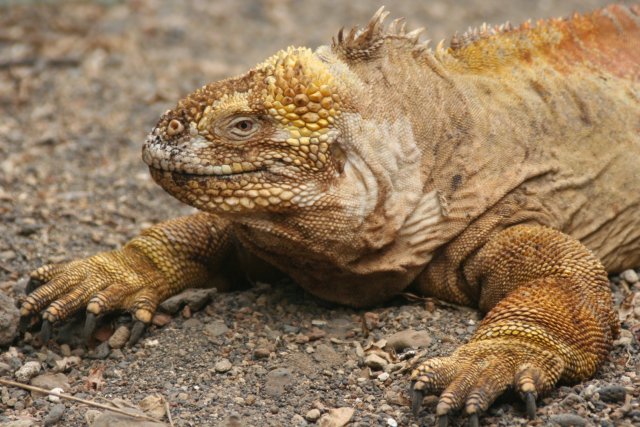Land iguana 2.jpg