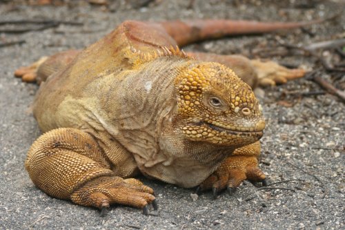Land iguana 3.jpg