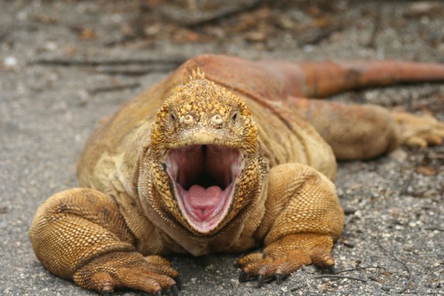 Land iguana threat.jpg