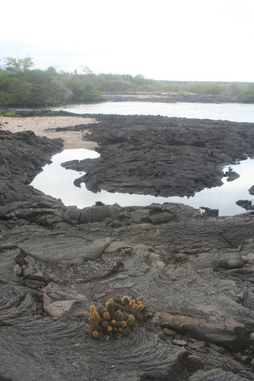 Lava cactus 2.jpg