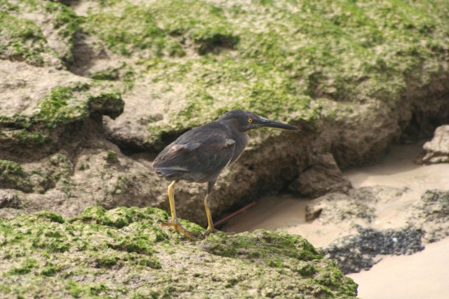 Lava heron.jpg