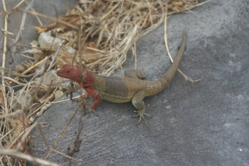 Lava lizard 4.jpg