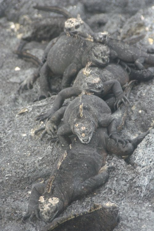 Marine iguana conga line 2.jpg