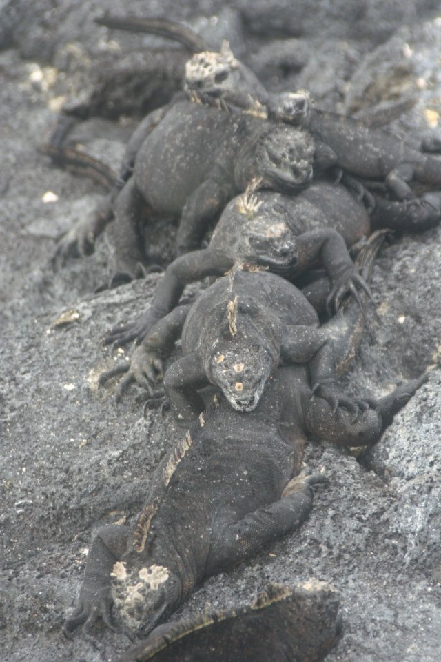 Marine iguana conga line 2.jpg