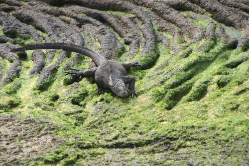 Marine iguana eating.jpg