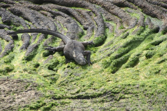 Marine iguana eating.jpg