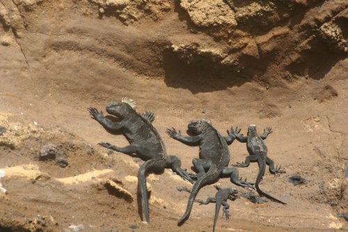 Marine iguana family.jpg