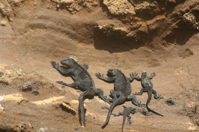 Marine iguana family.jpg