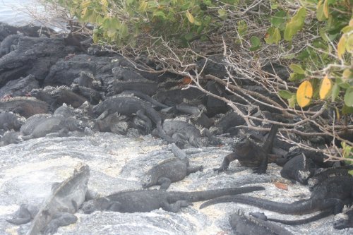 Marine iguana pile.jpg