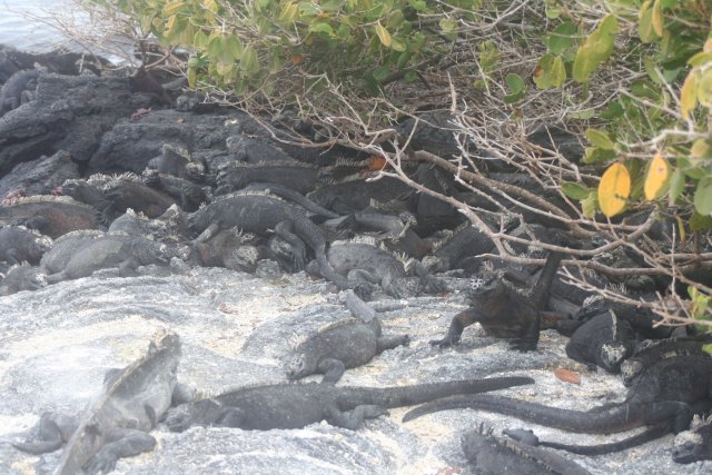Marine iguana pile.jpg