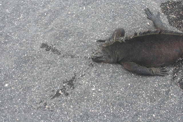 Marine iguana sneeze trail.jpg