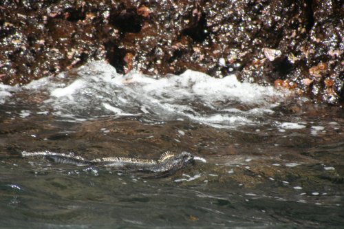 Marine iguana swimming.jpg