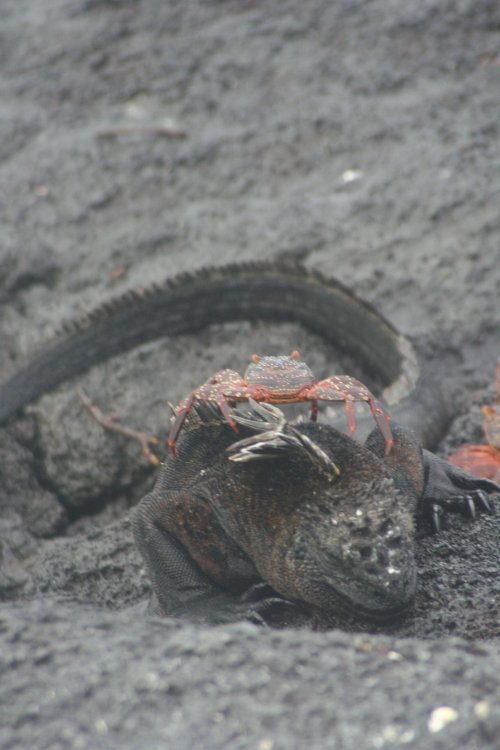 Marine iguana with crab.jpg