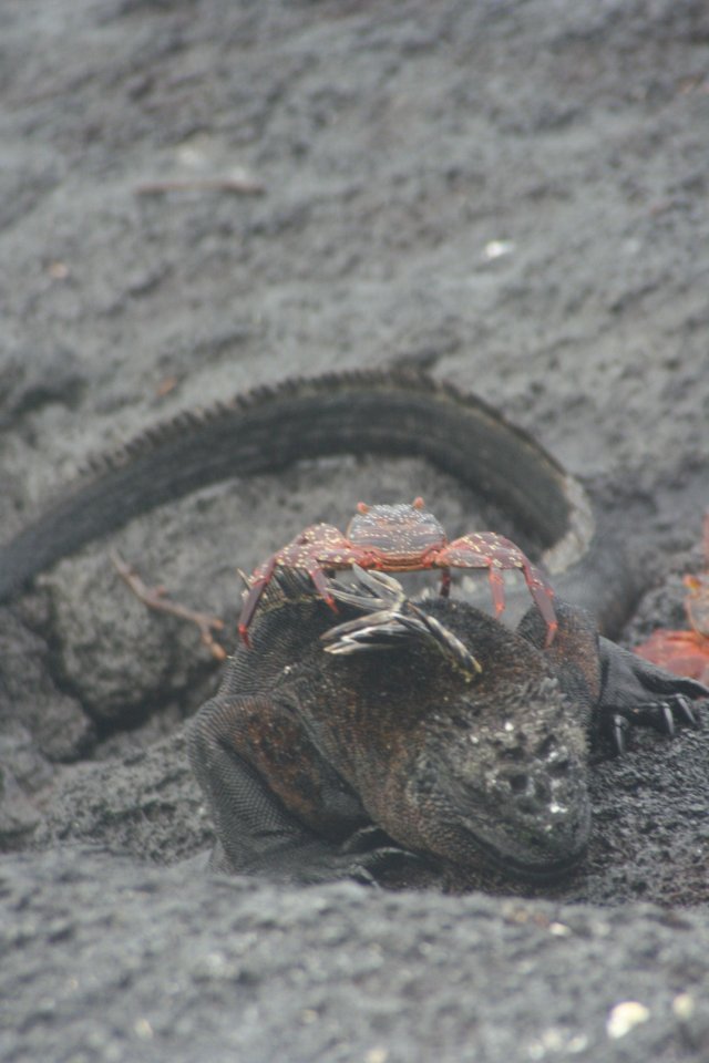 Marine iguana with crab.jpg