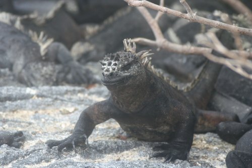 Marine iguana zen.jpg