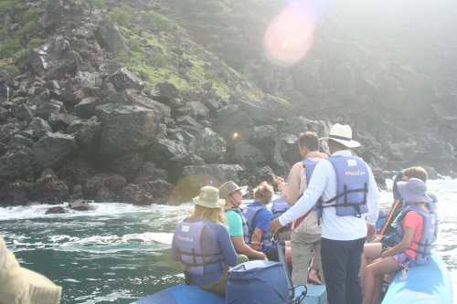 Panga Bragg Laney Fur seals.jpg