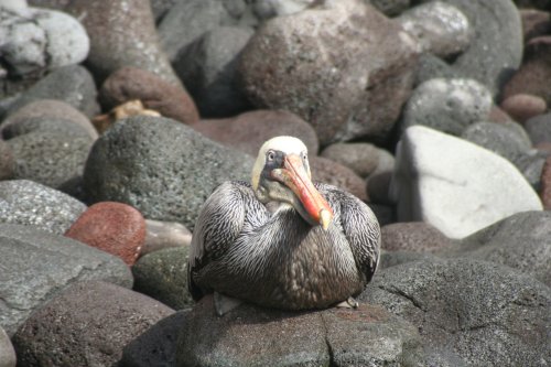 Pelican sitting.jpg