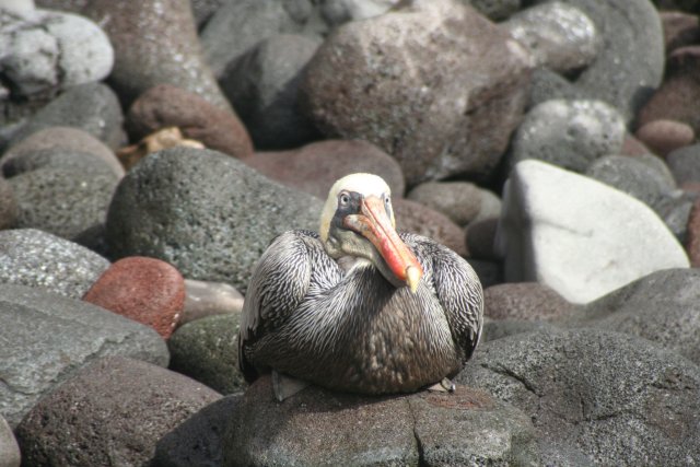 Pelican sitting.jpg