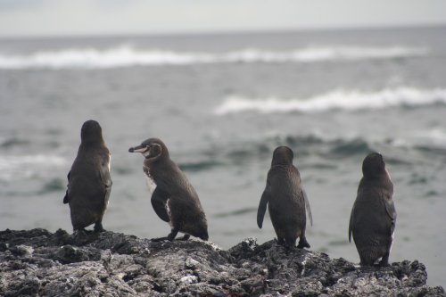 Pengin line.jpg