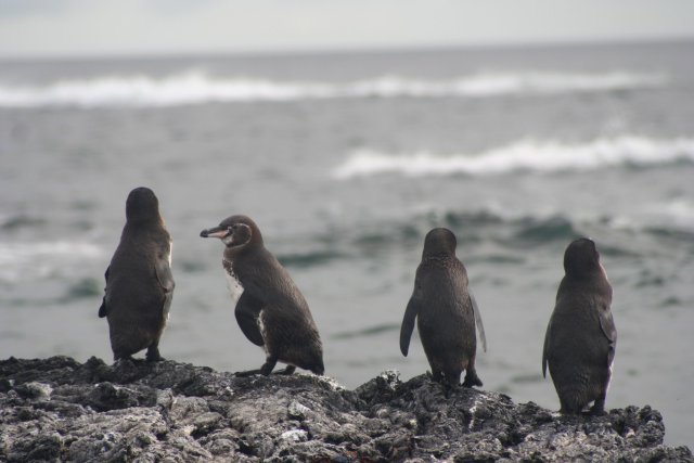 Pengin line.jpg