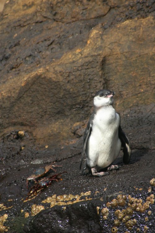 Penguin and crabs.jpg