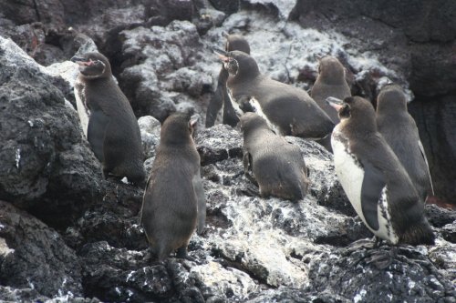 Penguins 2.jpg
