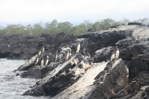 Penguins 3.jpg