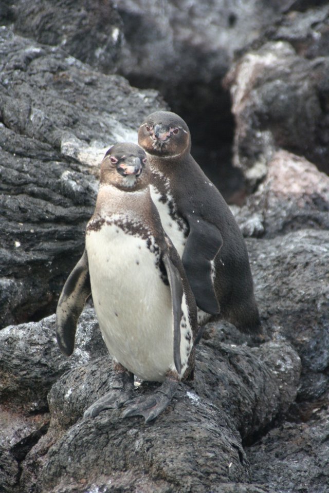 Penguins 7.jpg
