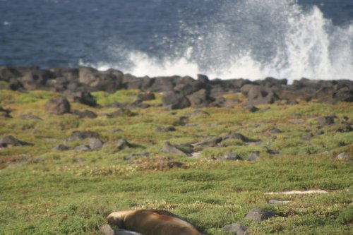 Pregnant sea lion and wave.jpg