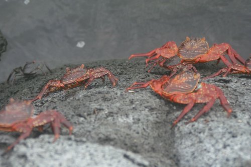 Sally lightfoot crabs 3