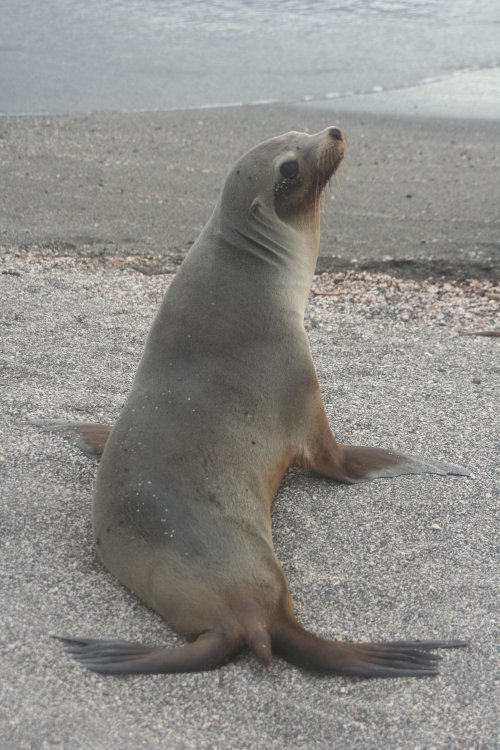 Sea lion 1.jpg