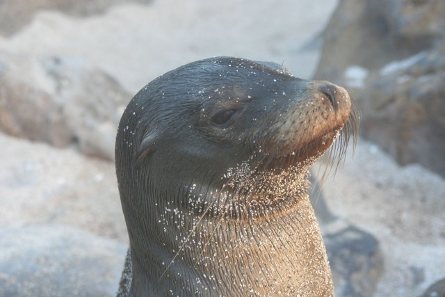 Sea lion 6.jpg