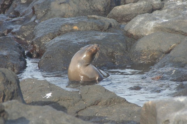 Sea lion bath.jpg