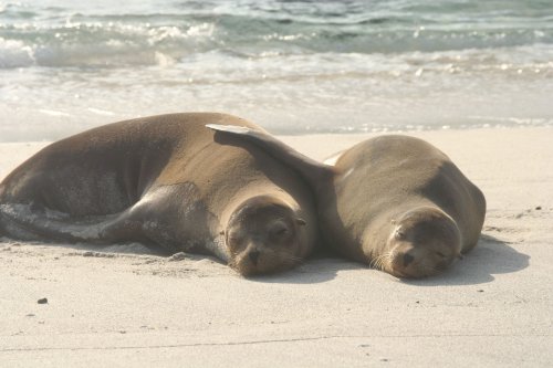 Sea lion friends 2.jpg