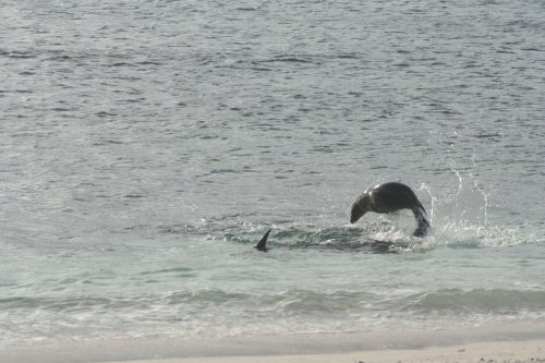 Sea lion jumping 5.jpg